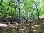 Il bosco sta per terminare...... : sdas16